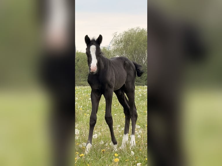 Hannover Stallone Puledri (05/2026) Morello in Jerrishoe