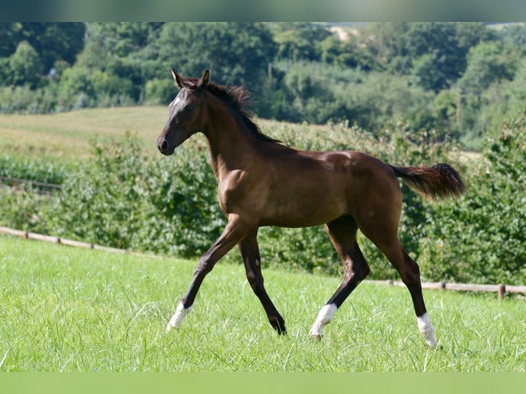 Hannover Stallone Puledri
 (04/2024) Morello in Kettig