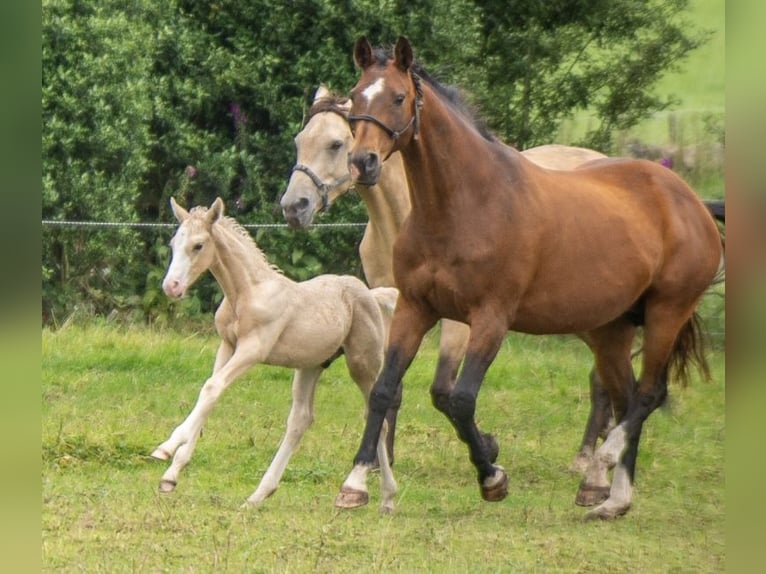 Hannover Mix Stallone Puledri (06/2024) Palomino in Derbyshire