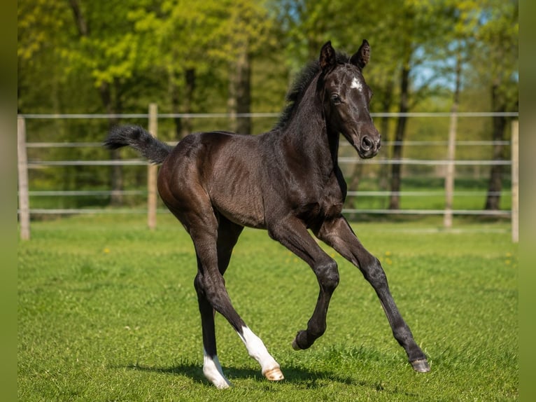 Hannover Stallone Puledri (03/2026) Può diventare grigio in Lüchow