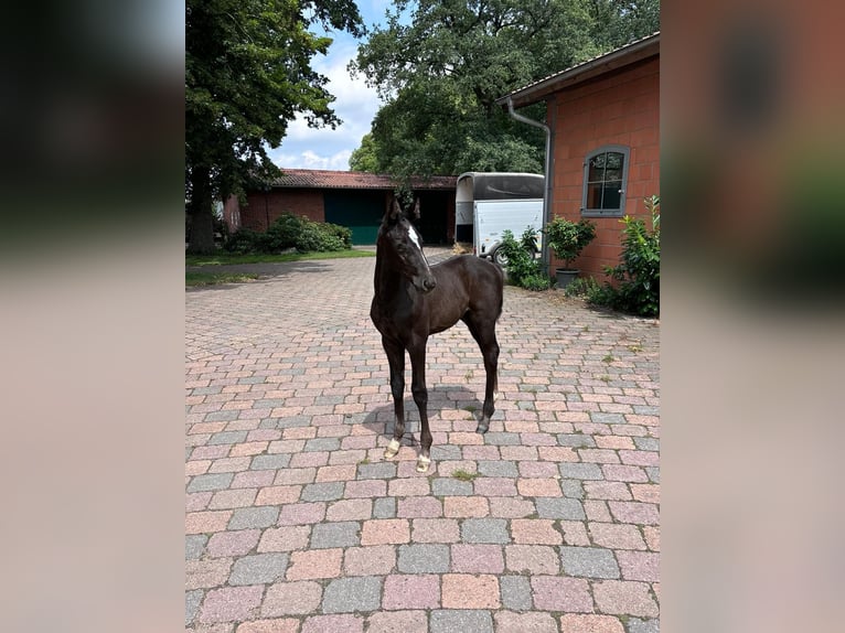 Hannover Stallone Puledri (06/2024) Può diventare grigio in Garbsen