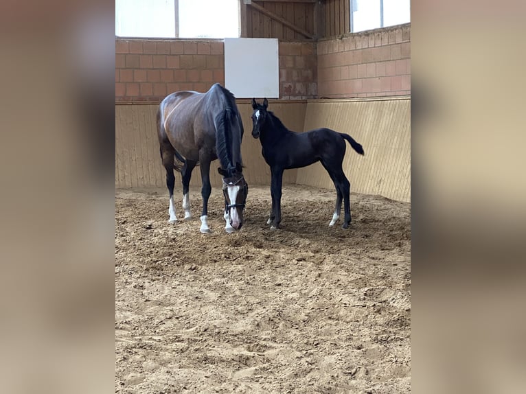 Hannover Stallone Puledri
 (06/2024) Può diventare grigio in Garbsen