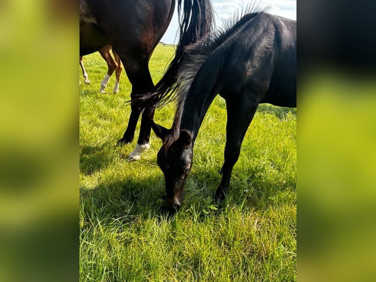 Hannover Stallone Puledri (05/2024) Può diventare grigio in Königslutter am Elm