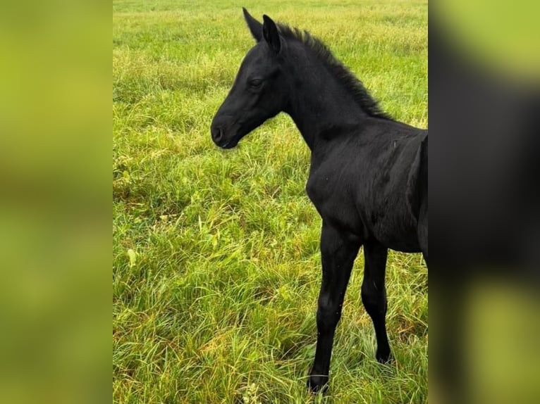 Hannover Stallone Puledri (05/2024) Può diventare grigio in Königslutter am Elm