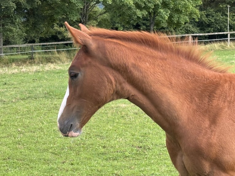 Hannover Stallone Puledri (05/2025) Sauro in Balingen