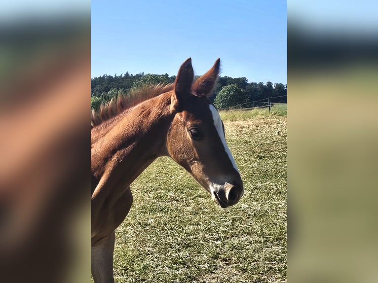Hannover Stallone  Sauro in Biberach an der Ri&#xDF; Bergerhausen