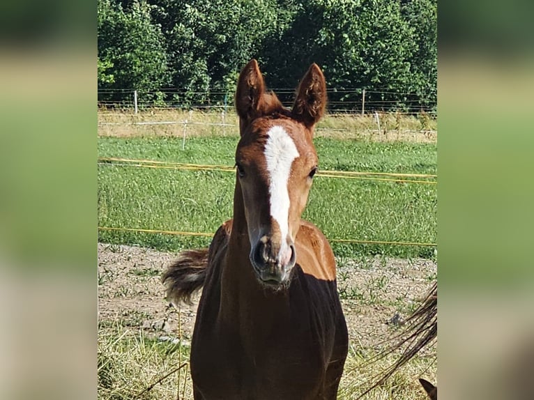 Hannover Stallone  Sauro in Biberach an der Ri&#xDF; Bergerhausen