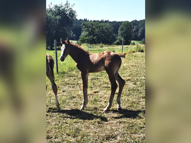 Hannover Stallone  Sauro in Biberach an der Ri&#xDF; Bergerhausen