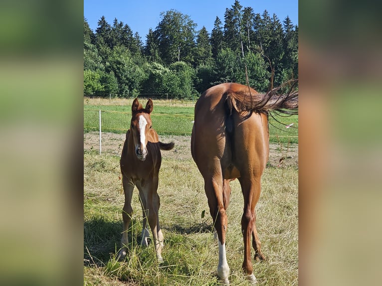 Hannover Stallone  Sauro in Biberach an der Ri&#xDF; Bergerhausen