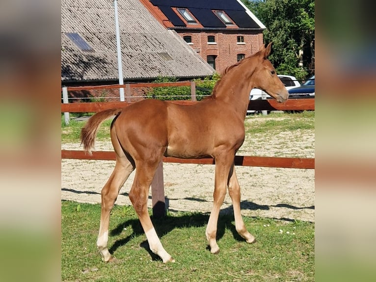 Hannover Stallone Puledri (03/2026) Sauro in Großefehn Ostgroßefehn