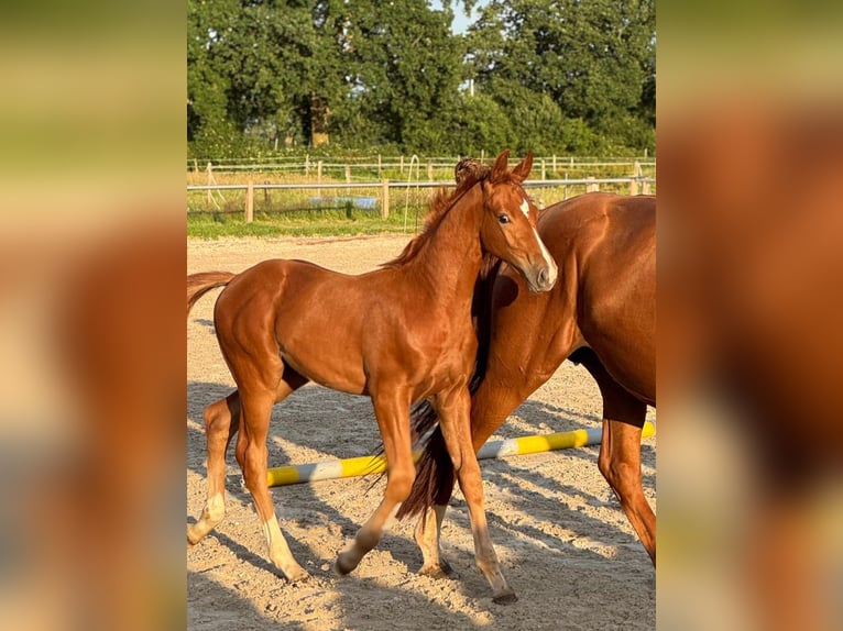 Hannover Stallone Puledri (03/2026) Sauro in Großefehn Ostgroßefehn