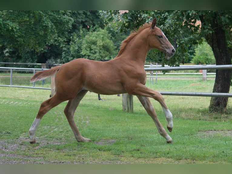 Hannover Stallone Puledri
 (05/2024) Sauro in Petershagen