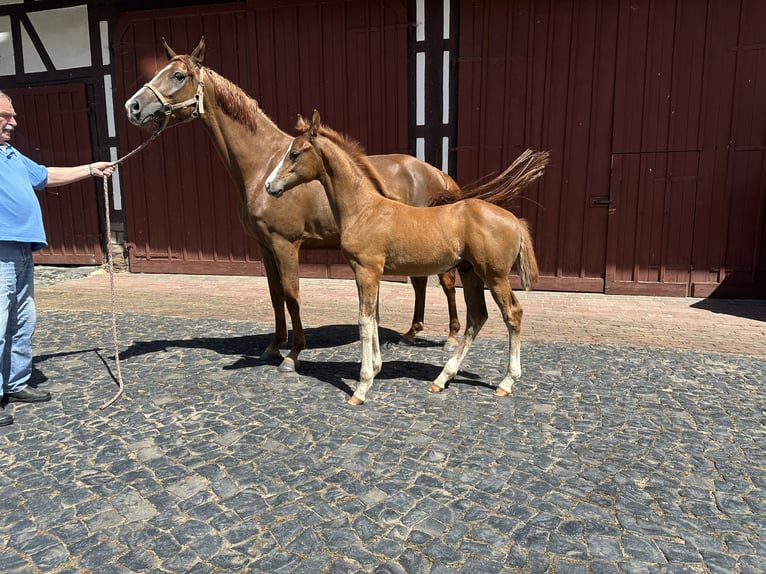 Hannover Stallone Puledri
 (04/2024) Sauro in Edertal