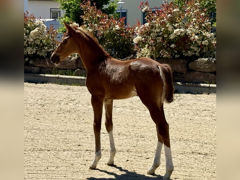 Hannover Stallone Puledri (04/2026) Sauro in Friedland
