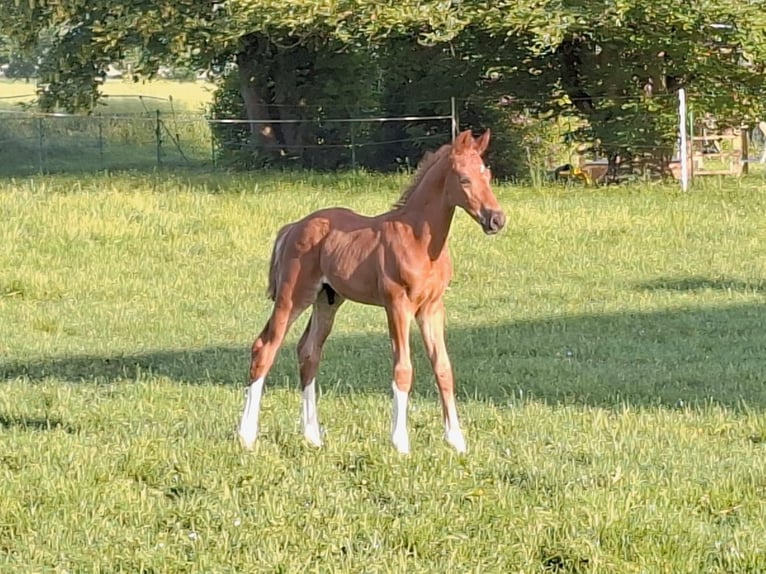 Hannover Stallone Puledri (04/2026) Sauro in Friedland