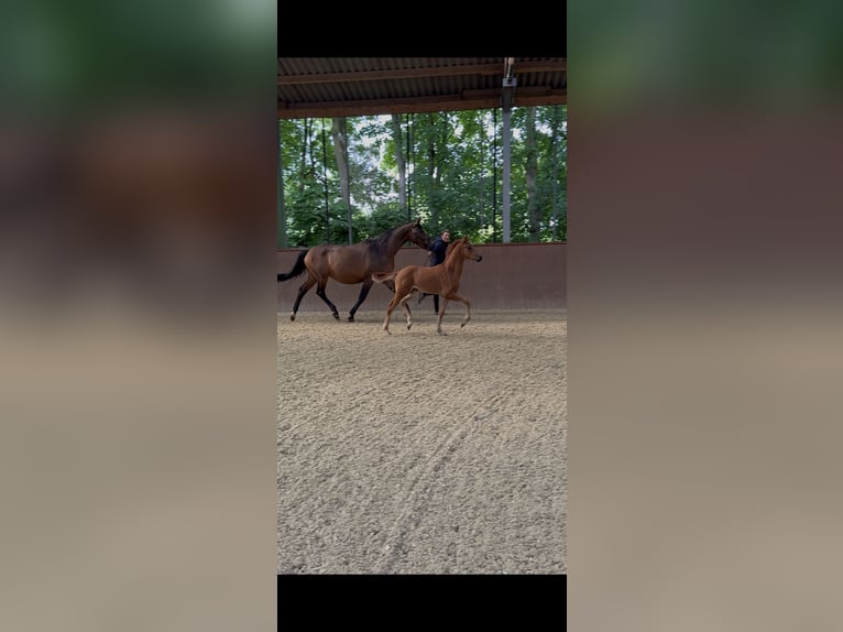 Hannover Stallone  Sauro in Haltern am See