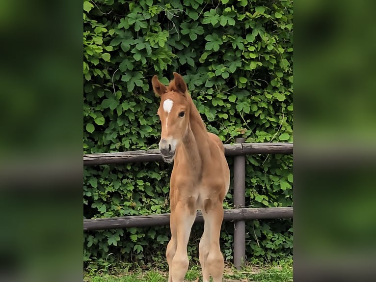 Hannover Stallone Puledri (05/2026) Sauro in Lauenburg