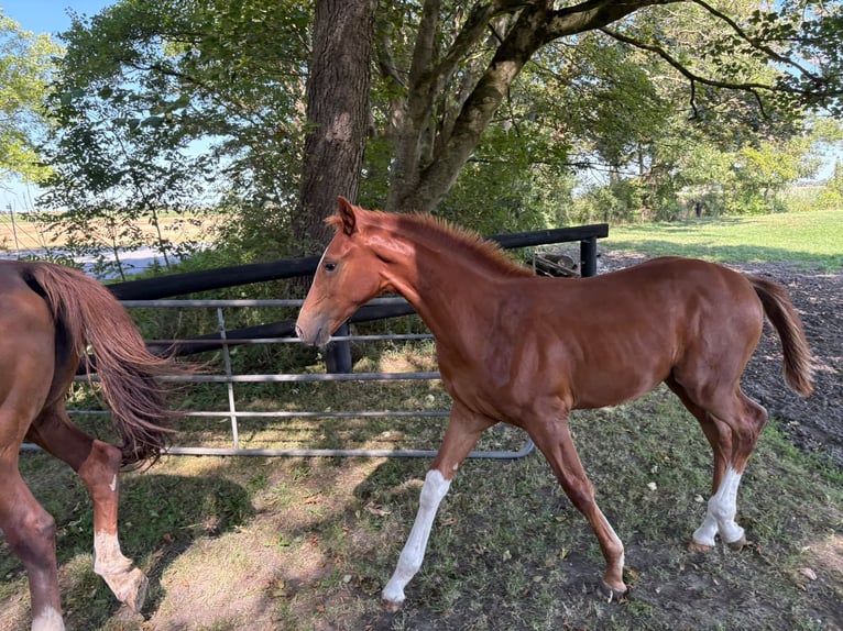 Hannover Stallone Puledri (04/2026) Sauro in Misselwarden