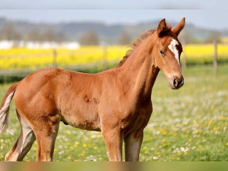 Hannover Stallone Puledri (03/2026) Sauro in Nörten-Hardenberg
