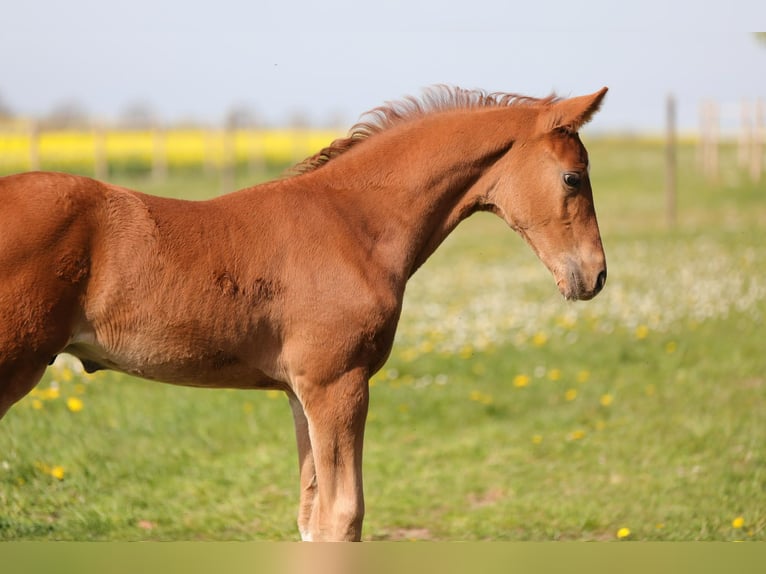 Hannover Stallone Puledri (03/2026) Sauro in Nörten-Hardenberg
