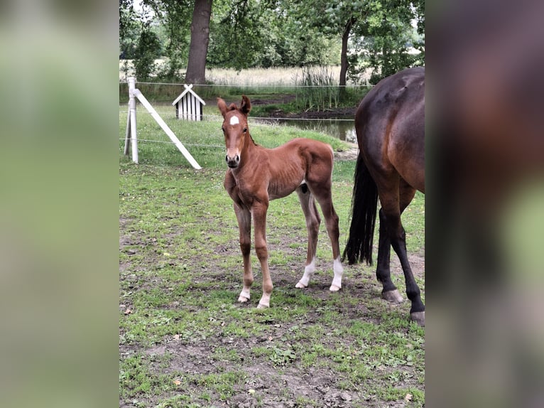 Hannover Stallone Puledri (05/2025) Sauro in Raddestorf