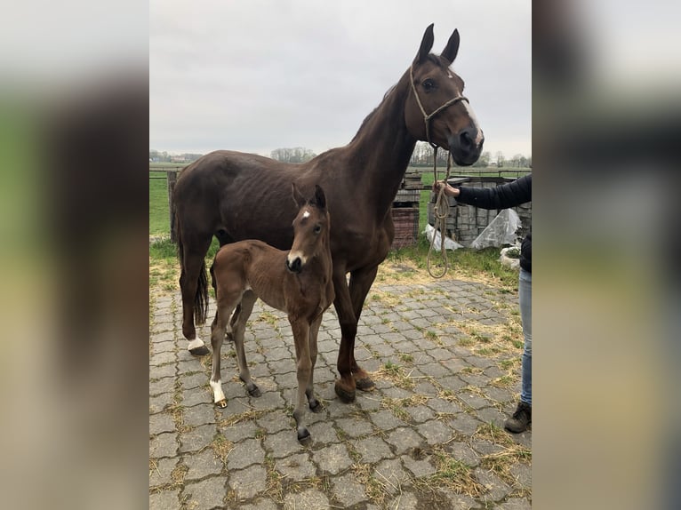 Hannover Stallone Puledri (04/2025) Sauro in Wischhafen