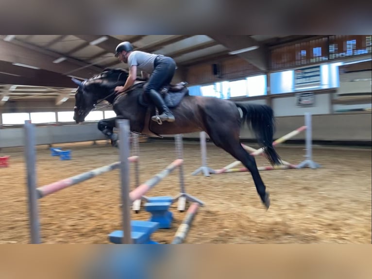Hannover Stallone  Sauro in Warmsen