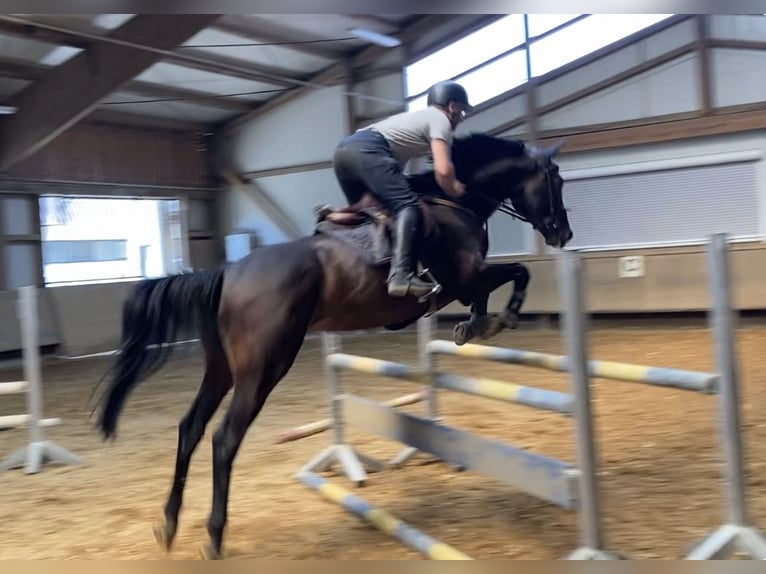 Hannover Stallone  Sauro in Warmsen