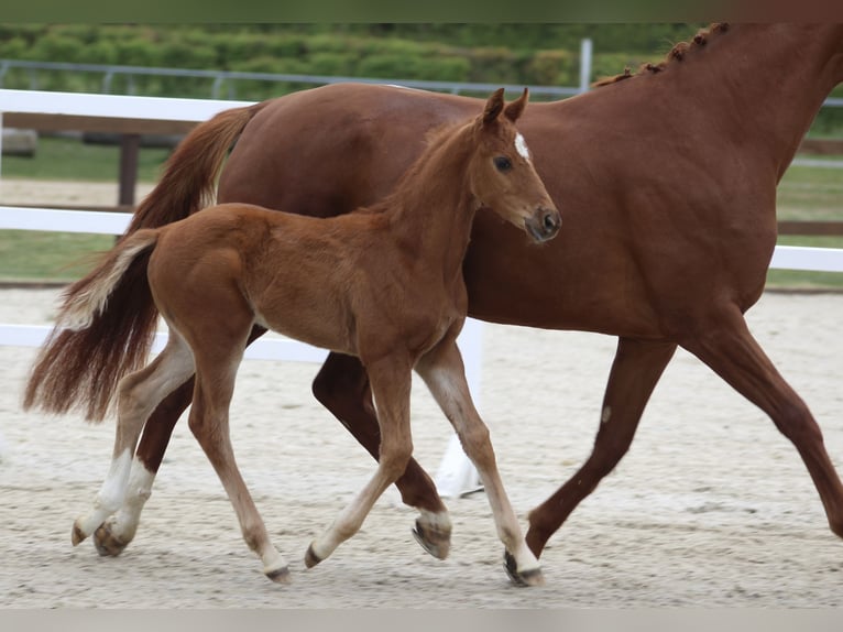 Hannover Stallone Puledri (03/2026) Sauro ciliegia in Thedinghausen