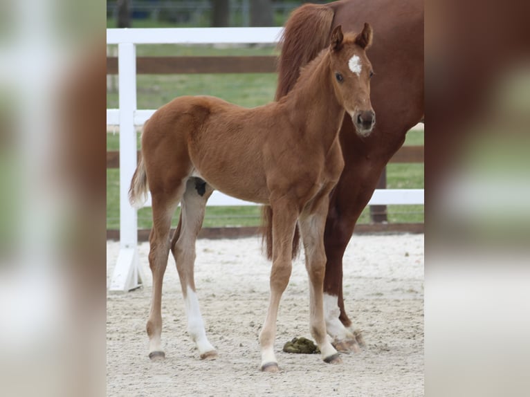 Hannover Stallone Puledri (03/2026) Sauro ciliegia in Thedinghausen
