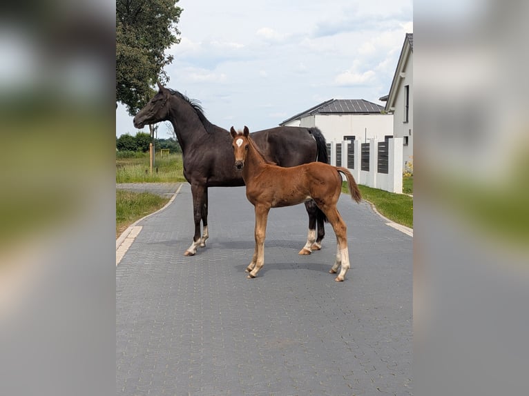 Hannover Stallone Puledri (04/2026) Sauro ciliegia in Brome