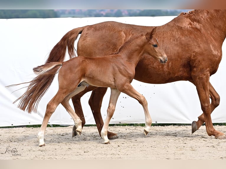 Hannover Stallone Puledri (05/2024) Sauro scuro in Königslutter am Elm