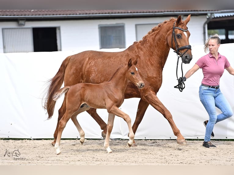 Hannover Stallone Puledri (05/2024) Sauro scuro in Königslutter am Elm