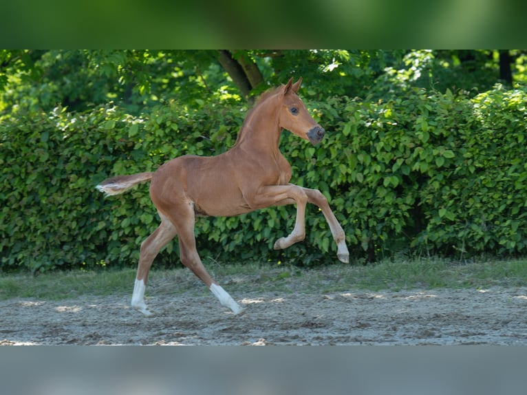 Hannover Stallone  Sauro scuro in Mnchengladbach