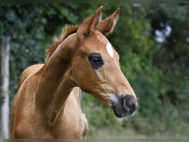 Hannover Stallone Puledri (06/2024) Sauro scuro in Strausberg