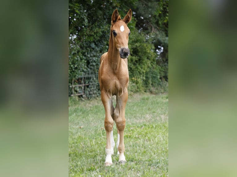 Hannover Stallone Puledri (06/2024) Sauro scuro in Strausberg