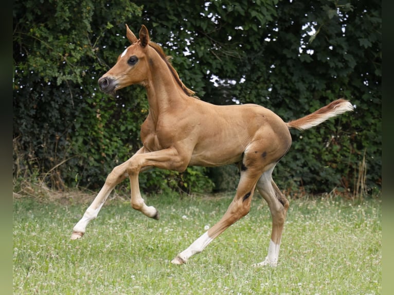 Hannover Stallone Puledri
 (06/2024) Sauro scuro in Strausberg