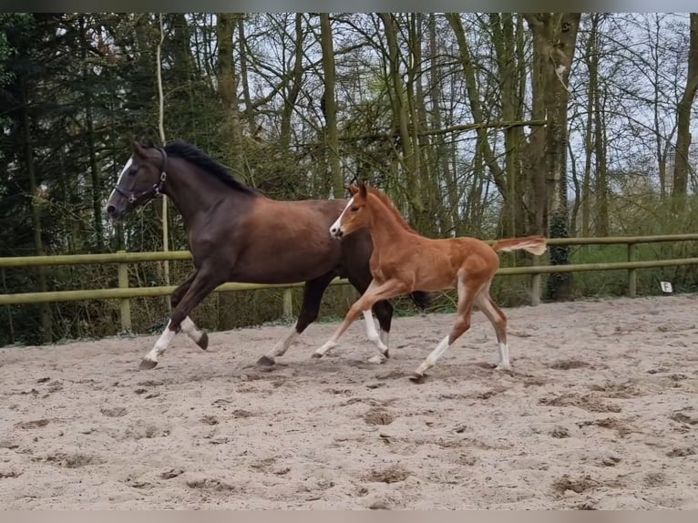 Hannover Stallone  Sauro scuro in Cuxhaven