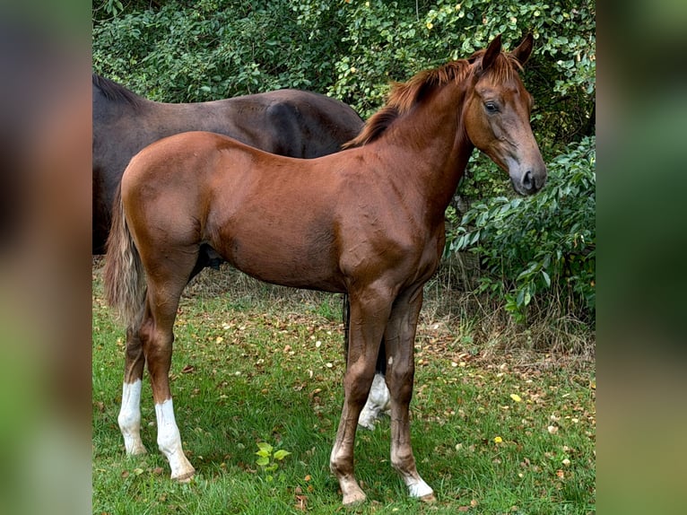 Hannover Stallone Puledri (03/2026) Sauro scuro in Heinbockel