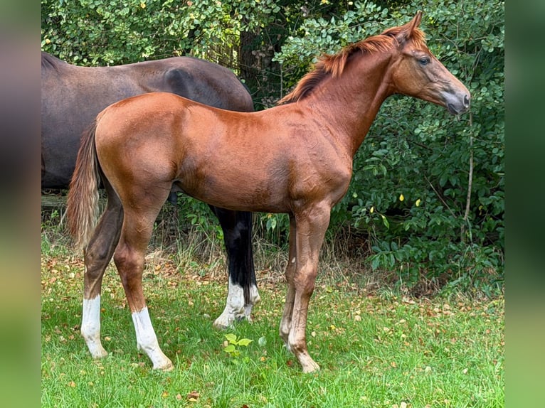 Hannover Stallone Puledri (03/2026) Sauro scuro in Heinbockel