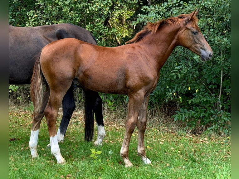Hannover Stallone Puledri (03/2026) Sauro scuro in Heinbockel