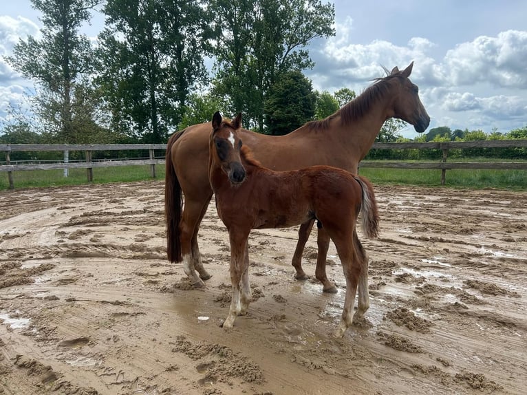 Hannover Stallone  Sauro scuro in Neuenkirchen