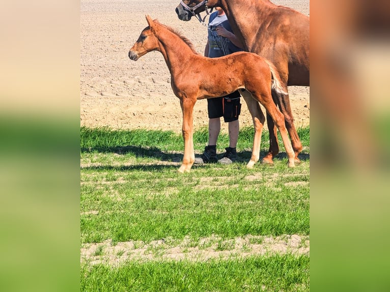 Hannover Stallone  Sauro scuro in Südbrookmerland Victorbur