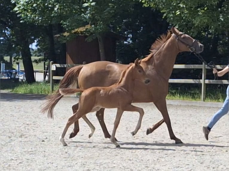 Hannover Stallone Puledri (04/2026) Sauro scuro in Wurster Nordseeküste