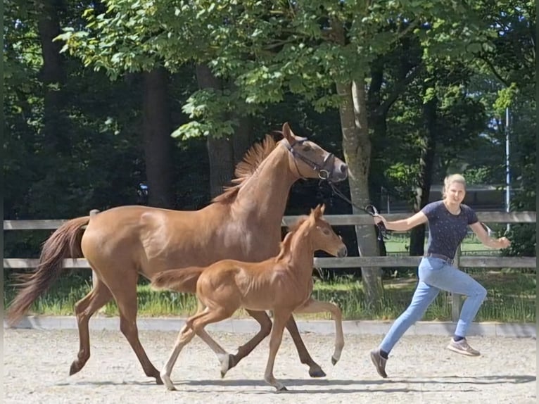 Hannover Stallone Puledri (04/2026) Sauro scuro in Wurster Nordseeküste