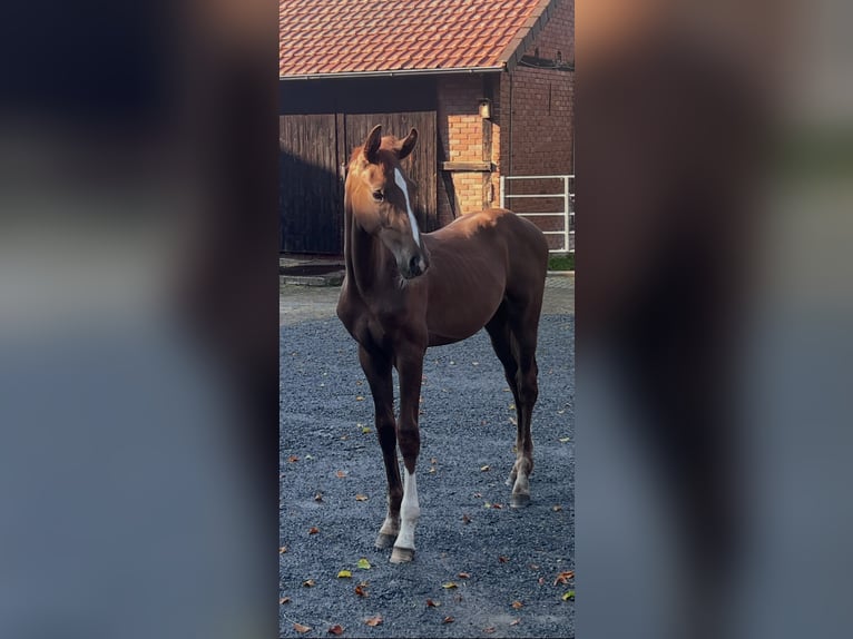 Hannover Stallone Puledri (04/2026) Sauro scuro in Petershagen