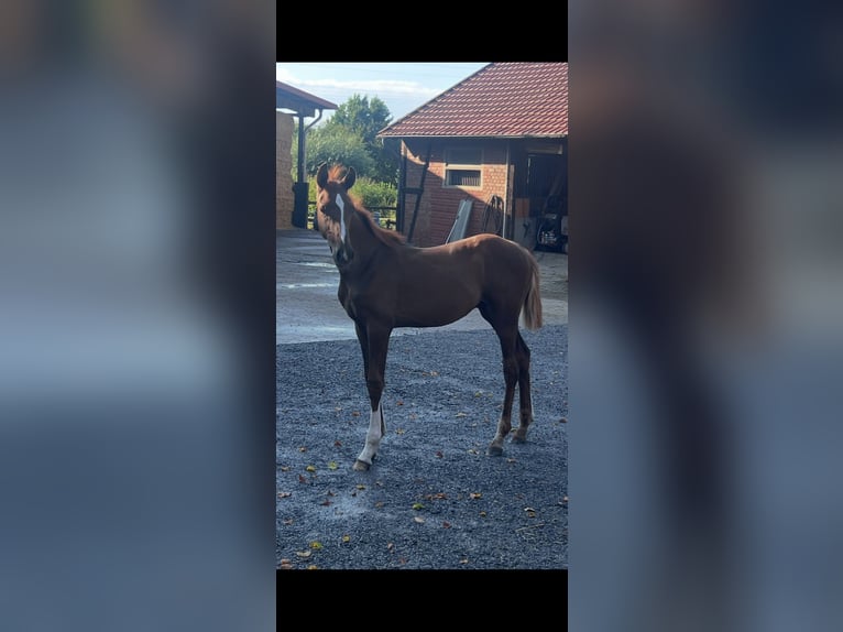 Hannover Stallone Puledri (04/2026) Sauro scuro in Petershagen