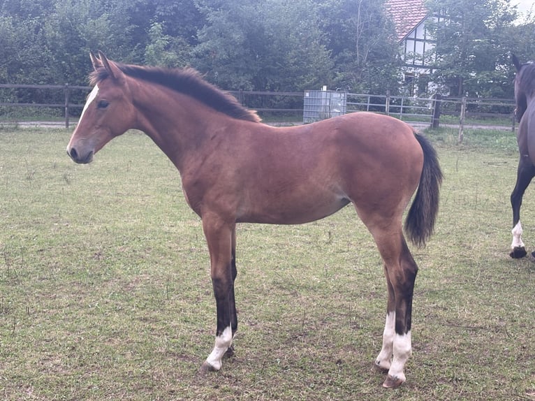 Hannover Stallone Puledri (05/2026) Sauro scuro in Wehretal