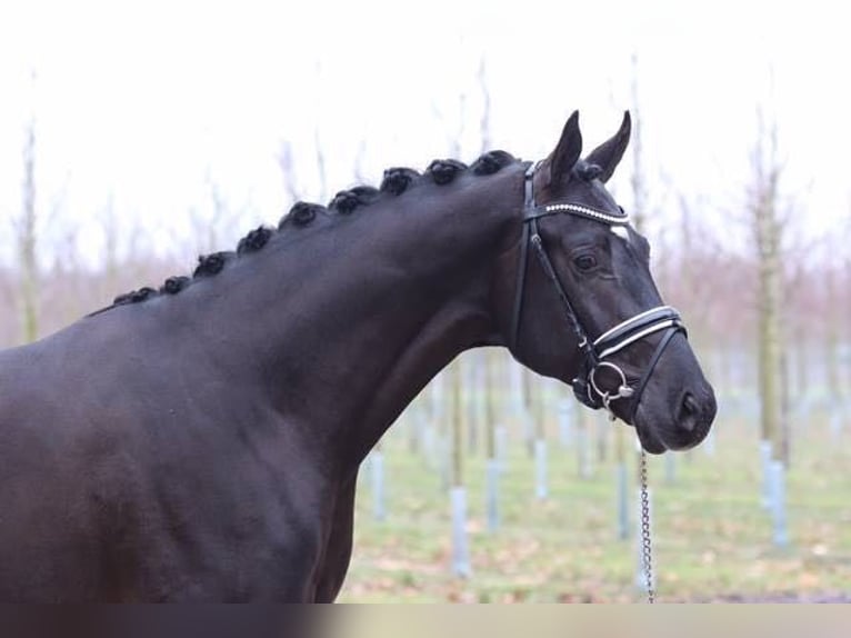 Hannoveraan Hengst 11 Jaar 170 cm Zwartbruin in Bad Zwischenahn