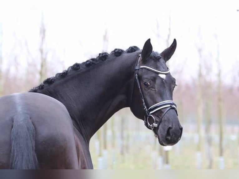 Hannoveraan Hengst 11 Jaar 170 cm Zwartbruin in Bad Zwischenahn